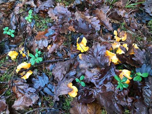 Kantareller i svampskogen