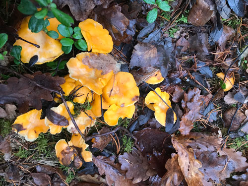 Kantareller i svampskogen