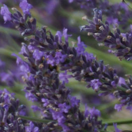 Maison Berger Lavender fields